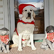Harrison is registered to the contest to win money with this photo: animal, bandana, decor, dog, door, festive, front_yard, holiday, holiday_costume, outdoor, pet, plaid, porch, red_cape, santa_hat, seated, statue, sunlight, white_dog, winter