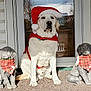 animal, bandana, decor, dog, door, festive, front_yard, holiday, holiday_costume, outdoor, pet, plaid, porch, red_cape, santa_hat, seated, statue, sunlight, white_dog, winter