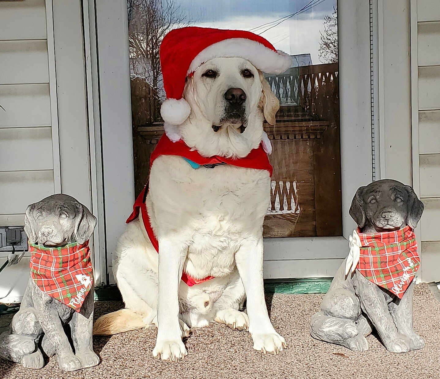 Harrison is registered to the contest to win money with this photo: animal, bandana, decor, dog, door, festive, front_yard, holiday, holiday_costume, outdoor, pet, plaid, porch, red_cape, santa_hat, seated, statue, sunlight, white_dog, winter