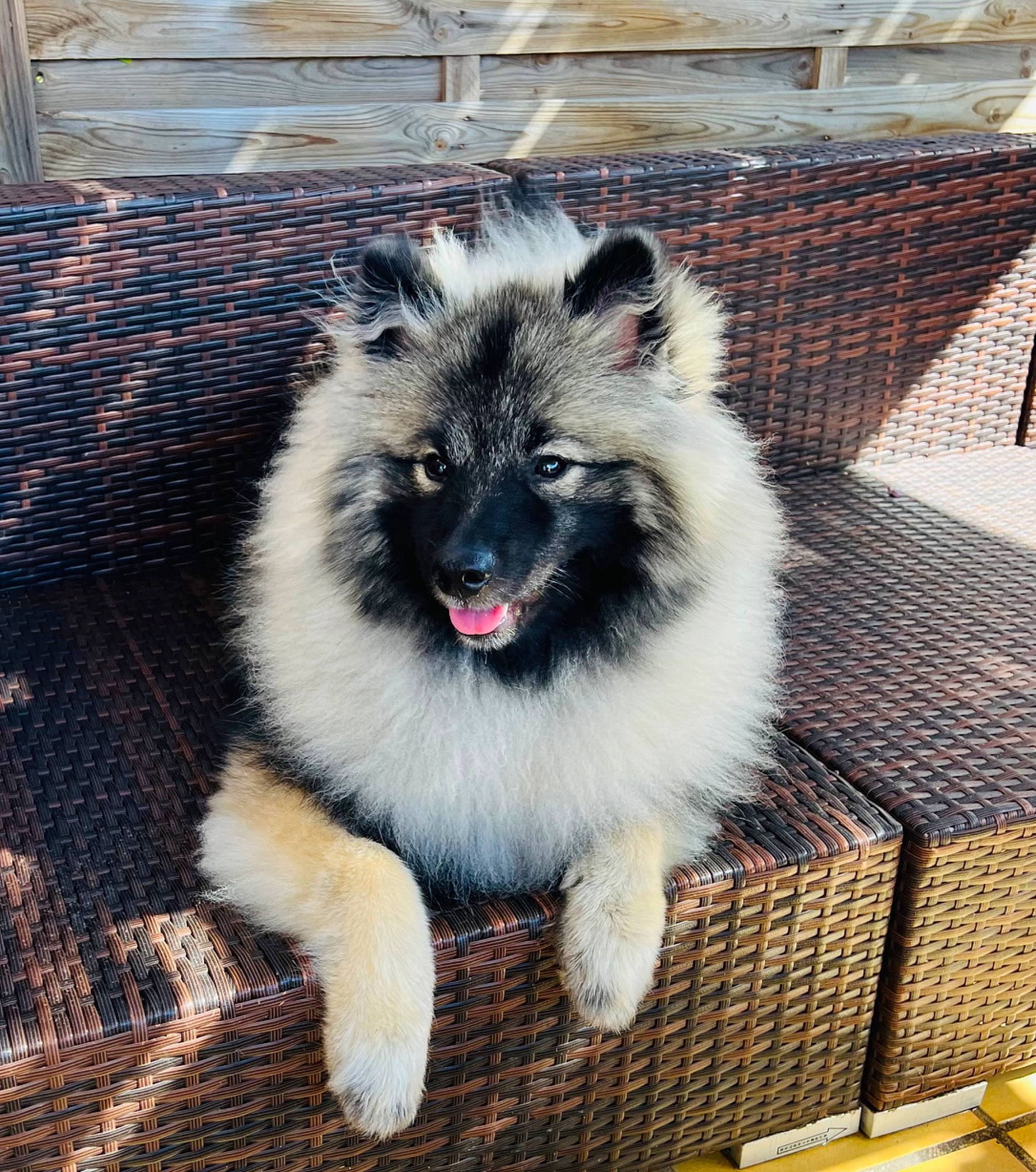 Uschka a rejoint le concours — aidez-le/la à gagner de superbes lots ! ancient_dog_breeds, canidae, carnivore, companion_dog, dog_breed, dog_supply, fur, snout, terrestrial_animal, whiskers