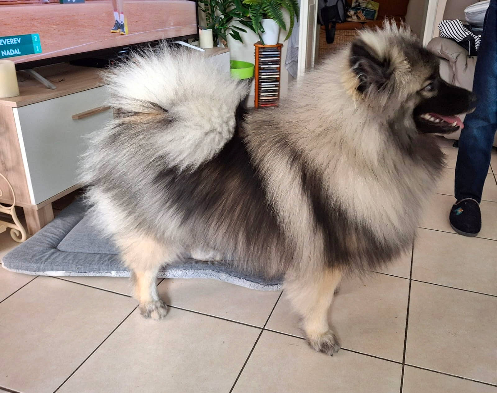 Uschka participe au concours pour gagner de l'argent avec cette photo : ancient_dog_breeds, canidae, carnivore, companion_dog, dog, dog_breed, fawn, flooring, fur, german_spitz, german_spitz_klein, german_spitz_mittel, giant_dog_breed, herding_dog, snout, spitz, sporting_group, tail, working_animal, working_dog