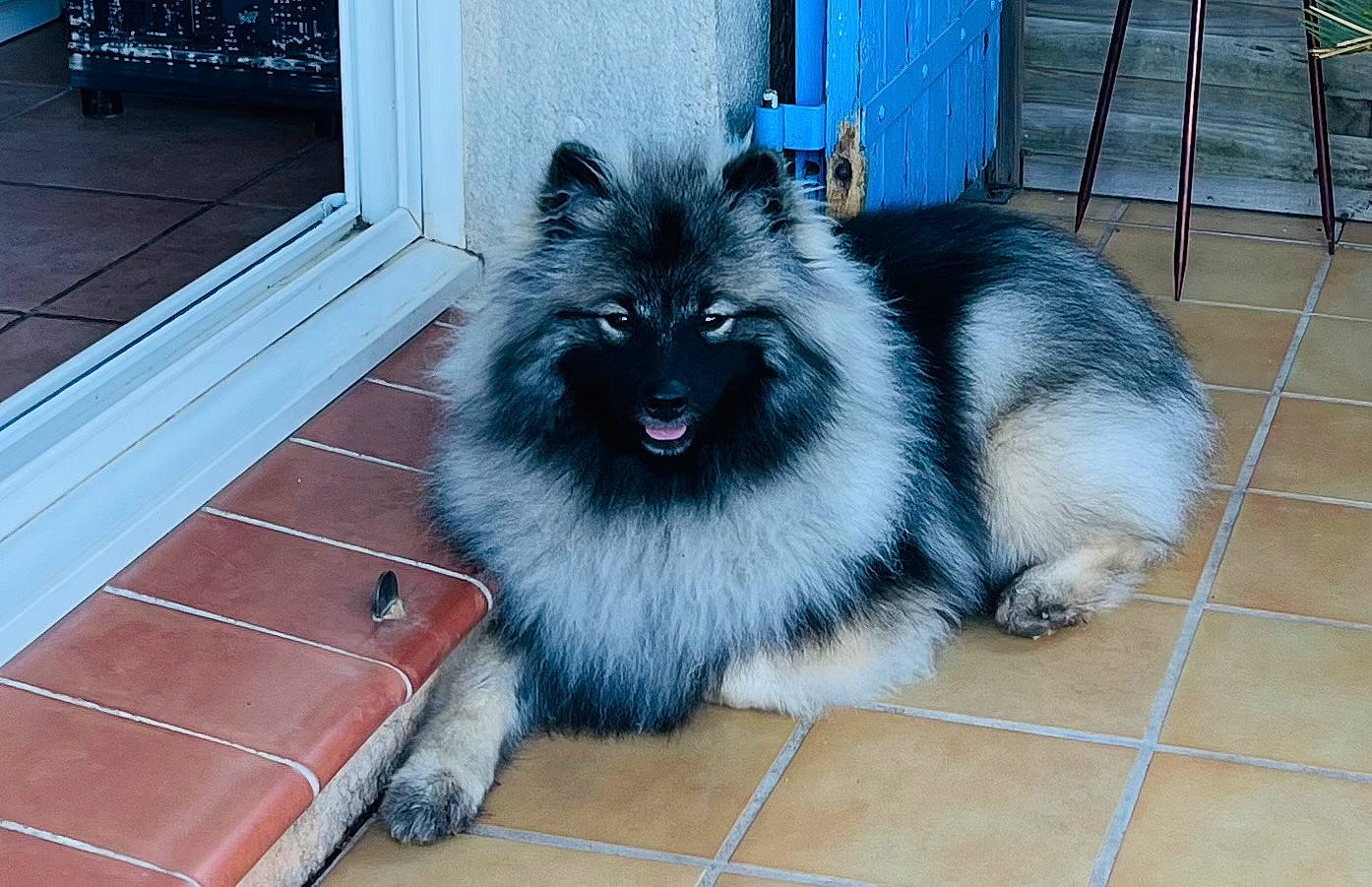 Uschka a rejoint le concours — aidez-le/la à gagner de superbes lots ! blue, canidae, carnivore, companion_dog, dog, dog_breed, dog_supply, electric_blue, flooring, fur, german_spitz_klein, german_spitz_mittel, hardwood, keeshond, snout, spitz, sporting_group, tail, toy_dog, wood