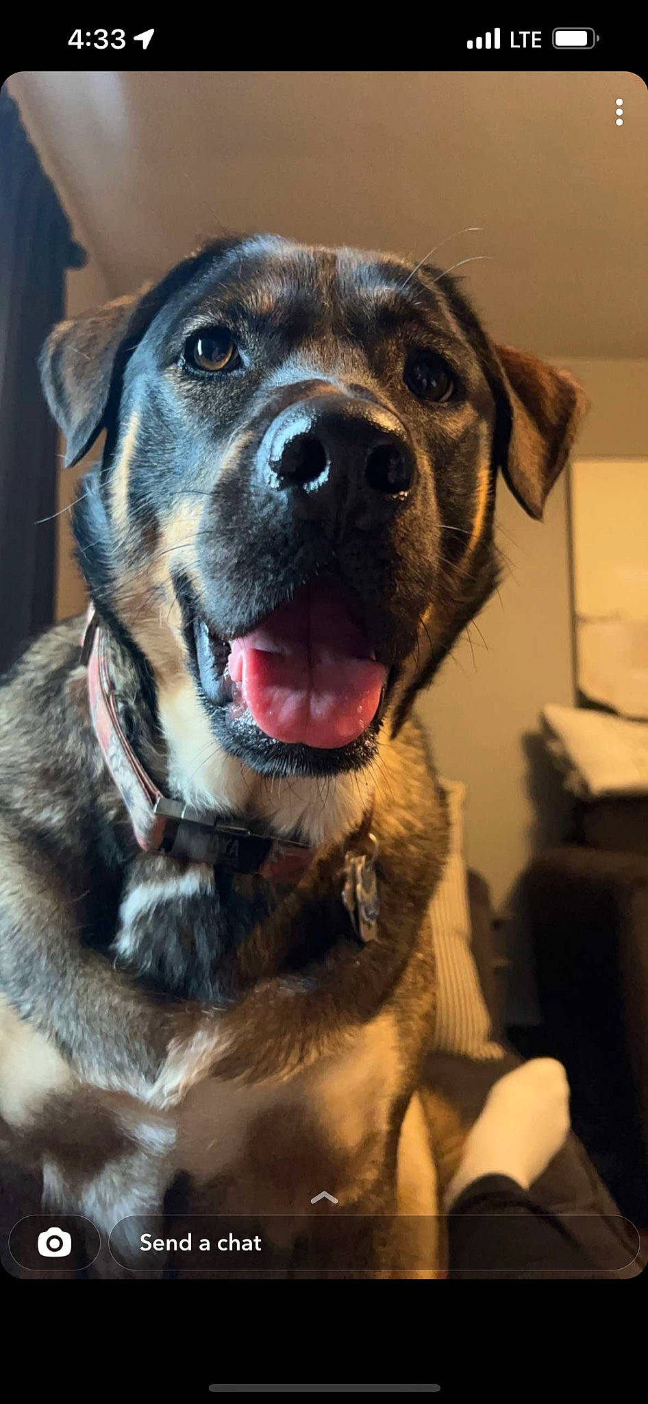 Maya joined the competition — help win amazing prizes! borador, canidae, carnivore, collar, companion_dog, dog, dog_breed, dog_collar, fang, fawn, firefighter, fur, guard_dog, labrador_retriever, retriever, snout, sporting_group, whiskers, working_animal, working_dog