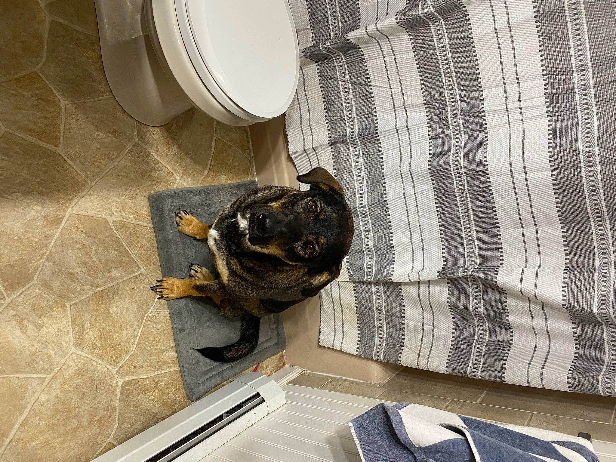 Maya is registered to the contest to win money with this photo: carnivore, circle, comfort, curtain, dog, felidae, floor, flooring, grey, interior_design, material_property, metal, pattern, plaid, plumbing_fixture, sporting_group, tail, toilet_paper, window, wood