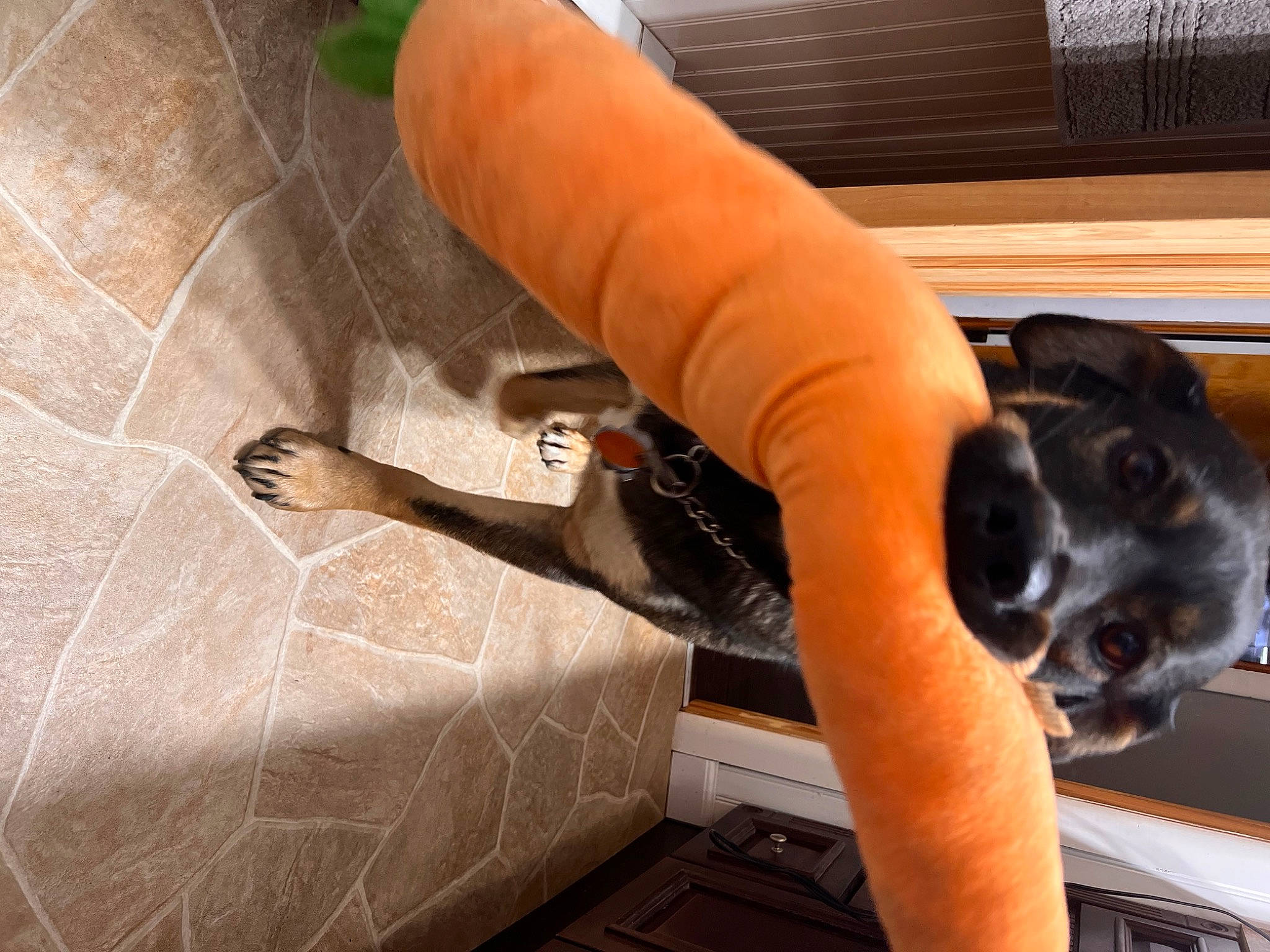 Maya joined the competition — help win amazing prizes! carnivore, comfort, companion_dog, dog, dog_breed, fawn, felidae, finger, flooring, gesture, hand, hardwood, human_leg, pet_supply, small_to_medium_sized_cats, tail, tool, whiskers, wood, wrist