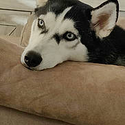 Winter is registered to the contest to win money with this photo: animal, blue_eyes, canine, close_up, couch, cozy, dog, domestic, ears, fur, furniture, household, husky, indoor, living_room, nose, pet, portrait, relaxed, resting