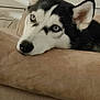 animal, blue_eyes, canine, close_up, couch, cozy, dog, domestic, ears, fur, furniture, household, husky, indoor, living_room, nose, pet, portrait, relaxed, resting