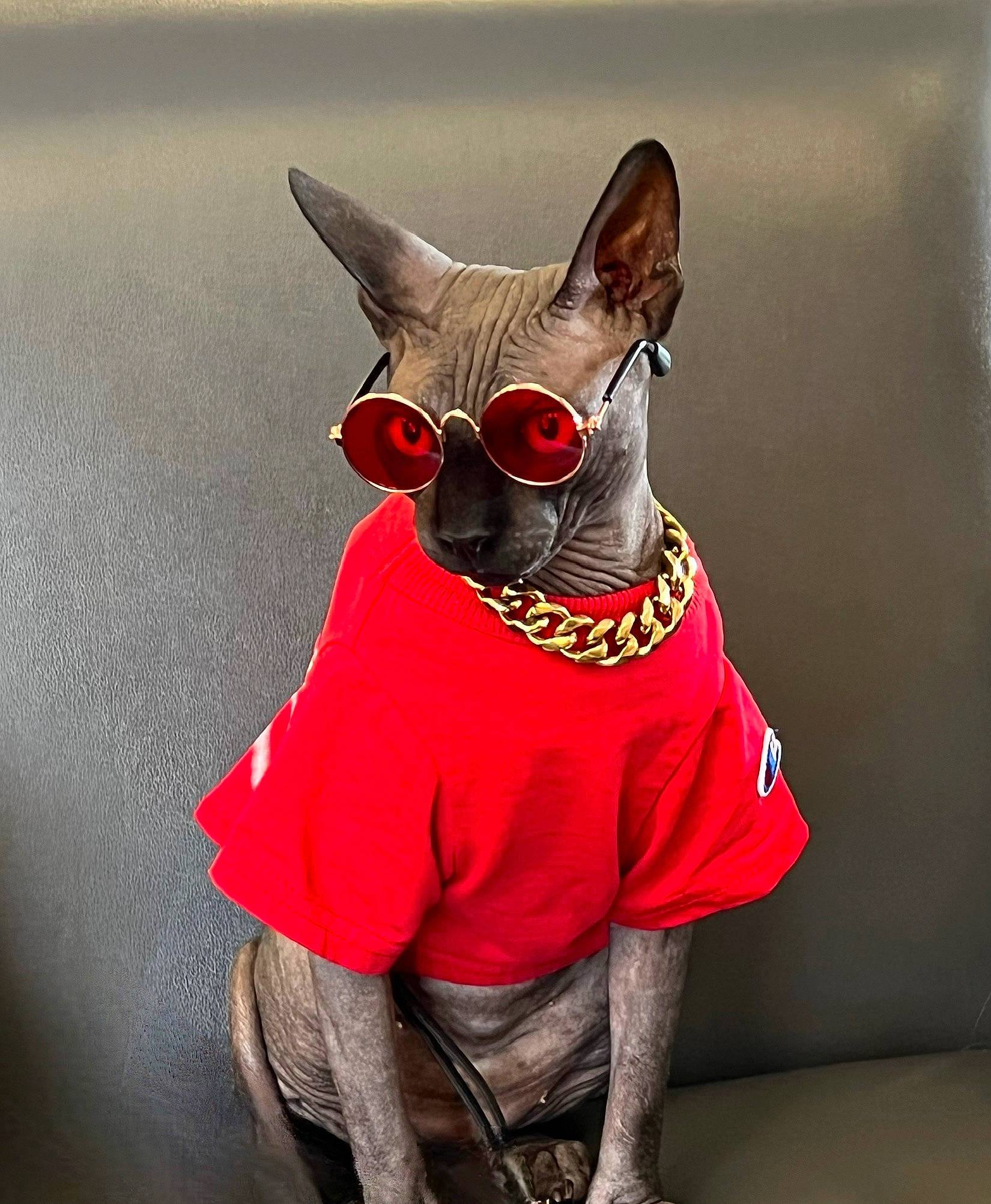 Dragon is registered to the contest to win money with this photo: canidae, carmine, carnivore, costume, costume_accessory, costume_hat, dog, dog_breed, dog_supply, fashion_accessory, fawn, fictional_character, fur, grey, headgear, personal_protective_equipment, sleeve, snout, sunglasses, whiskers