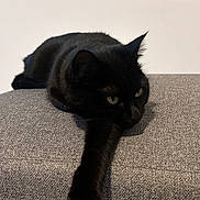 Naïra participe au concours pour gagner de l'argent avec cette photo : animal, background, black_cat, cat, closeup, ears, eyes, feline, fur, gray, indoor, paw, pet, portrait, relaxing, resting, soft_light, stretching, texture, whiskers