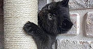 Naïra a rejoint le concours — aidez-le/la à gagner de superbes lots ! animal, black_cat, brick_wall, climbing, closeup, curious, cute, feline, fur, indoor, kitten, paw, pet, playful, scratching_post, sisal, small, texture, wall, young