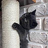 animal, black_cat, brick_wall, climbing, closeup, curious, cute, feline, fur, indoor, kitten, paw, pet, playful, scratching_post, sisal, small, texture, wall, young