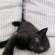 Naïra a rejoint le concours — aidez-le/la à gagner de superbes lots ! animal, black_cat, blue_eyes, close_up, couch, cute, domestic_cat, feline, fur, indoor, kitten, lying_down, pet, relaxed, resting, soft_texture, stretching, whiskers, white_background, young_animal