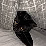 Naïra participe au concours pour gagner de l'argent avec cette photo : animal, bed, black_cat, blanket, cat, close_up, cozy, curious, cute, fabric, fur, indoor, patterned_blanket, paw, pet, playful, resting, stretching, whiskers, yellow_eyes