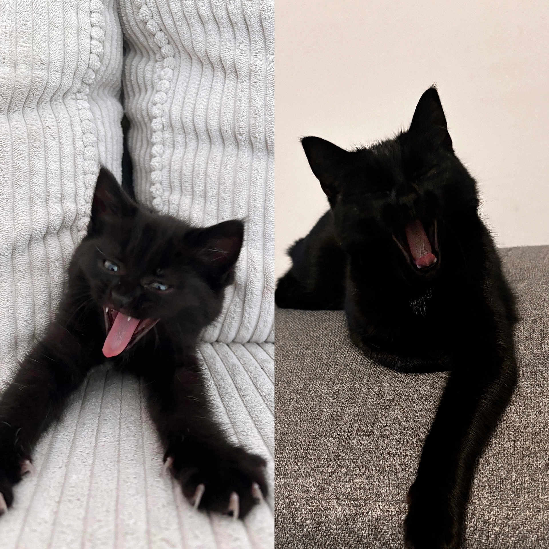 Naïra a rejoint le concours — aidez-le/la à gagner de superbes lots ! animal, black_cat, cat, claws, close_up, couch, cute, feline, furniture, gray, indoor, pet, portrait, relaxed, resting, stretching, tongue, two_cats, white, yawning