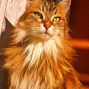 Bullitt participe au concours pour gagner de l'argent avec cette photo : cat, orange_tabby, fluffy_fur, green_eyes, portrait, sunlight, indoor, wooden_wall, close_up, pet, feline, whiskers, ears, nose, long_hair, animal, domestic_cat, cute, relaxed, majestic