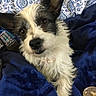 Joy is registered to the contest to win money with this photo: animal, black_and_white, blanket, blue, companion, cozy, cute, dog, domestic, ears, face, fur, indoor, looking, patterned_background, pet, relaxed, remote_control, resting, small_dog