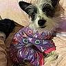 Joy joined the competition — help win amazing prizes! animal, bed, cozy, cute, dog, donut, ears, expression, fur, indoor, pajamas, pet, pink, portrait, purple, rainbow, resting, sleepwear, textile, unicorn
