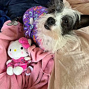 Joy is registered to the contest to win money with this photo: animal, bed, black_and_white, blanket, cozy, cute, dog, fabric, fur, hello_kitty, indoor, looking_up, pajamas, pet, pink, plush_toy, purple, resting, soft, toy