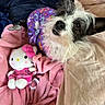 animal, bed, black_and_white, blanket, cozy, cute, dog, fabric, fur, hello_kitty, indoor, looking_up, pajamas, pet, pink, plush_toy, purple, resting, soft, toy