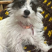 Joy joined the competition — help win amazing prizes! dog, pet, fluffy, white, gray, collar, toy, blanket, knitted, cozy, indoor, cute, animal, fur, small_dog, portrait, face, paw, relaxed, looking