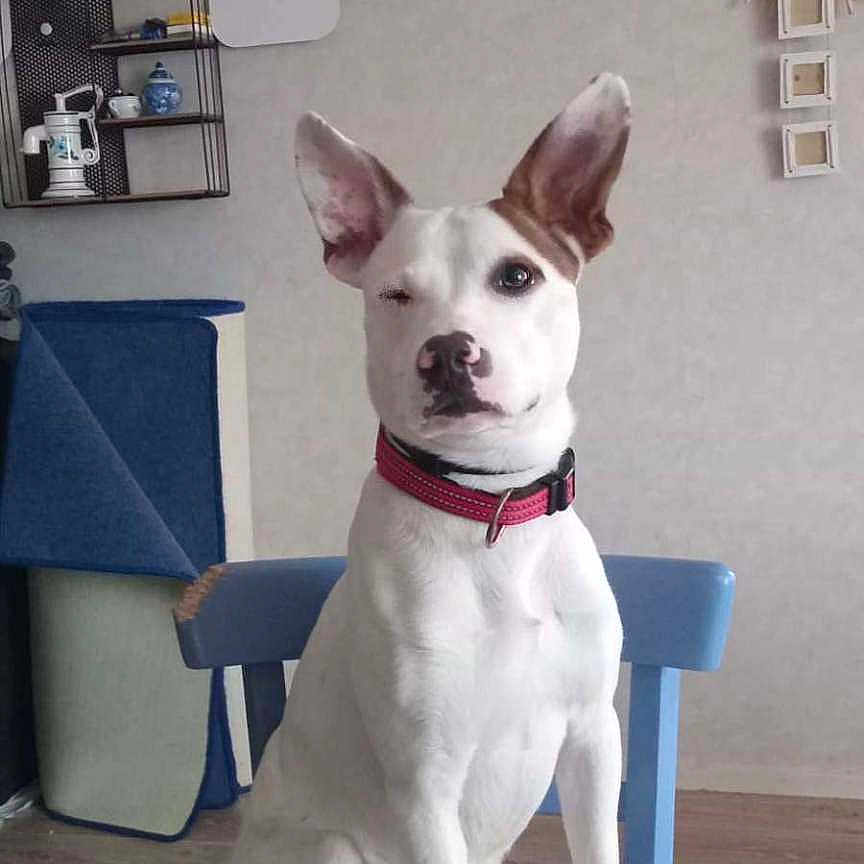 Rex