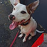 Rex a rejoint le concours — aidez-le/la à gagner de superbes lots ! animal, brown, canine, closeup, collar, daylight, dog, ears, happy, leash, nose, outdoor, pavement, pet, playful, sidewalk, sitting, tongue, urban, white