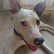 Rex a rejoint le concours — aidez-le/la à gagner de superbes lots ! animal, bench, black_nose, canine, close_up, collar, curious, dog, domestic_animal, ears, floor, happy, house, indoor, laying_down, pet, portrait, tongue, white_fur, wooden_floor