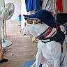 Rex a rejoint le concours — aidez-le/la à gagner de superbes lots ! animal, blue_cap, brown_spots, casual, chair, clothing, dog, domestic, fan, floor, harness, household_items, indoor, jackets, looking_away, pet, side_view, sitting, white_dog, wooden_floor