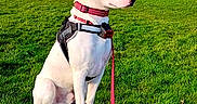 Rex participe au concours pour gagner de l'argent avec cette photo : dog, white_dog, sitting, rock, leash, harness, collar, grass, park, trees, outdoor, nature, daylight, sky, alert, pet, animal, canine, fur, quiet