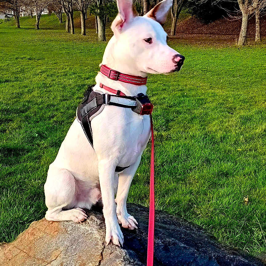 Rex