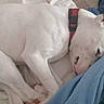 dog, white_dog, sleeping, collar, bed, blanket, blue_blanket, indoors, resting, pet, animal, cute, fur, canine, comfort, relaxed, lying_down, ears, snout, domestic_animal