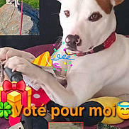 Rex joined the competition — help win amazing prizes! animal, brown_patch, collage, collar, cute, dog, gift_emoji, grass, indoor, leash, outdoor, party_emoji, pet, playful, portrait, remote_control, rock, sitting, text_overlay, white_dog