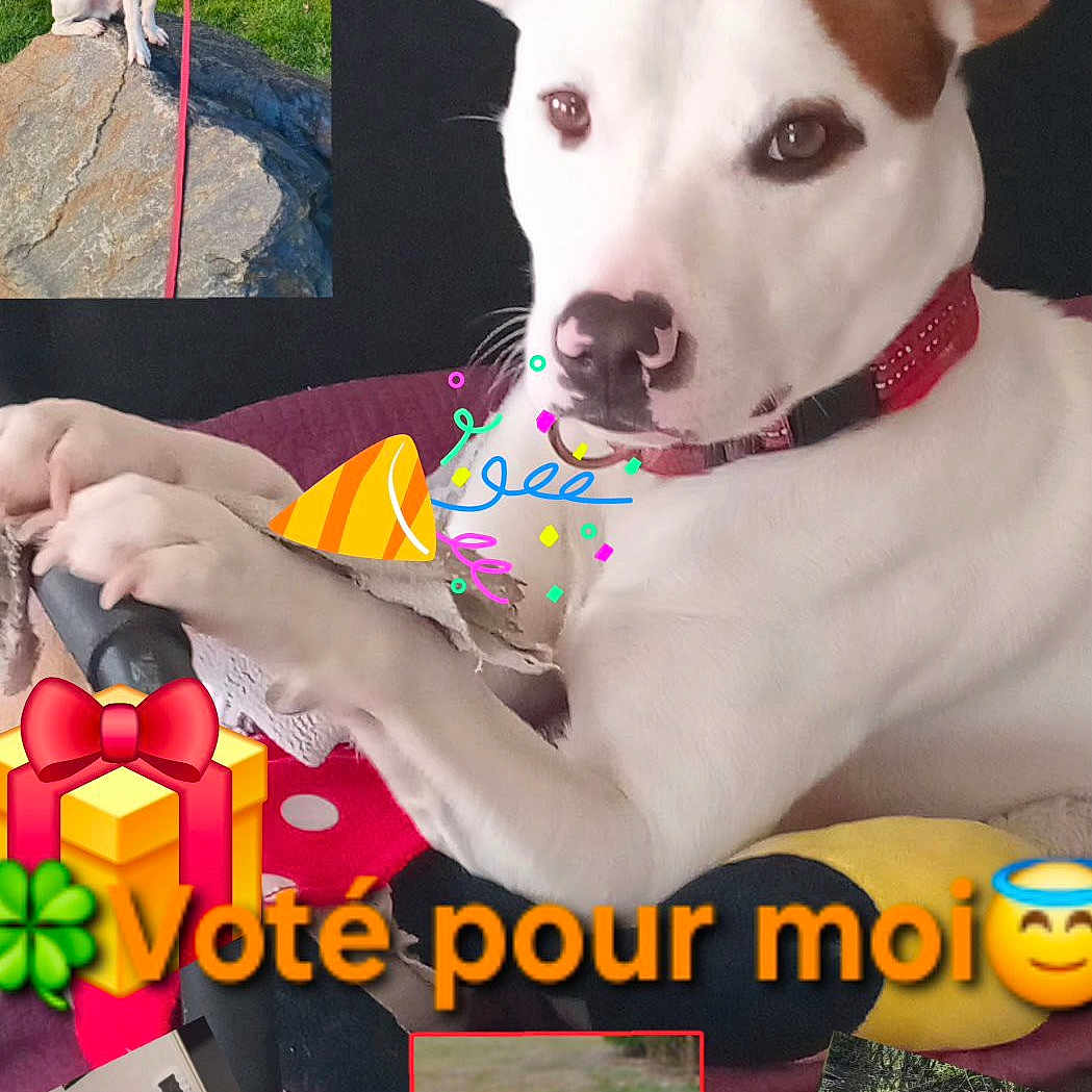 Rex