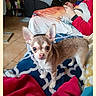 Tchiocoeur a rejoint le concours — aidez-le/la à gagner de superbes lots ! chihuahua, dog, small_dog, blanket, indoor, floor, person, hand, red_clothing, curious, alert, ears, pet, animal, cozy, living_room, casual, colorful, portrait, young_dog
