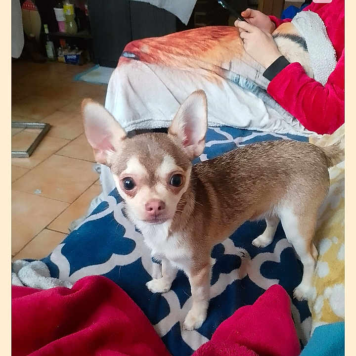 Tchiocoeur a rejoint le concours — aidez-le/la à gagner de superbes lots ! chihuahua, dog, small_dog, blanket, indoor, floor, person, hand, red_clothing, curious, alert, ears, pet, animal, cozy, living_room, casual, colorful, portrait, young_dog