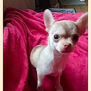 Tchiocoeur a rejoint le concours — aidez-le/la à gagner de superbes lots ! puppy, dog, chihuahua, small_dog, pet, animal, blanket, pink, cute, young, fur, ears, eyes, indoor, portrait, looking, alert, adorable, canine, tiny