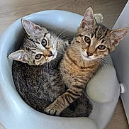 Artemis And Hades is registered to the contest to win money with this photo: kitten, cat, tabby, pet, animal, cute, indoor, floor, potty_seat, white, curious, fur, whiskers, young, playful, domestic, two, companions, cozy, looking_up