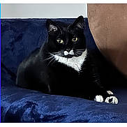 Mr. Boots joined the competition — help win amazing prizes! animal, black_and_white, cat, couch, cute, domestic_cat, eyes, feline, fur, home, indoor, looking, mammal, paws, pet, relaxed, resting, sofa, tuxedo_cat, whiskers