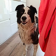 Spike participe au concours pour gagner de l'argent avec cette photo : dog, border_collie, black_and_white, standing, wooden_floor, kitchen, cabinet, bottle, pink_cloth, smiling, pet, indoor, fur, face, ears, tail, friendly, animal, flooring, home