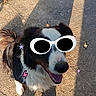 Spike participe au concours pour gagner de l'argent avec cette photo : dog, black_and_white, sunglasses, concrete, shadow, outdoor, sunlight, cartoon_stickers, happy, pet, playful, cute, animal, smiling, fur, tail, daylight, decorative, fun, accessory