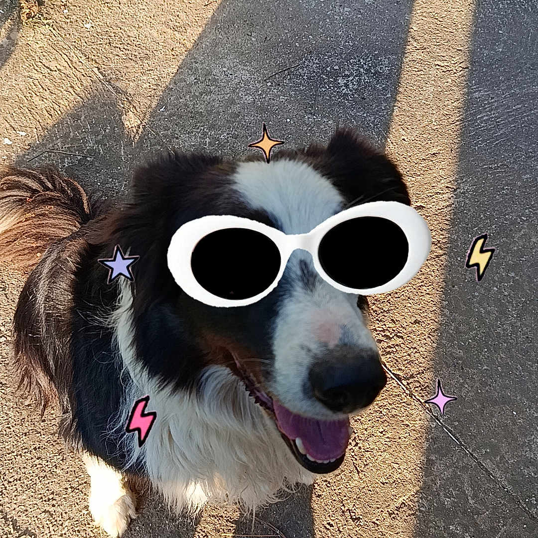 Spike participe au concours pour gagner de l'argent avec cette photo : dog, black_and_white, sunglasses, concrete, shadow, outdoor, sunlight, cartoon_stickers, happy, pet, playful, cute, animal, smiling, fur, tail, daylight, decorative, fun, accessory