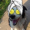 Spike a rejoint le concours — aidez-le/la à gagner de superbes lots ! dog, pet, outdoor, grass, sidewalk, happy, tongue_out, fur, black_and_white, digital_overlay, cucumber_slices, towel_turban, sunlight, shadow, smiling, animal, canine, funny, cute, summer