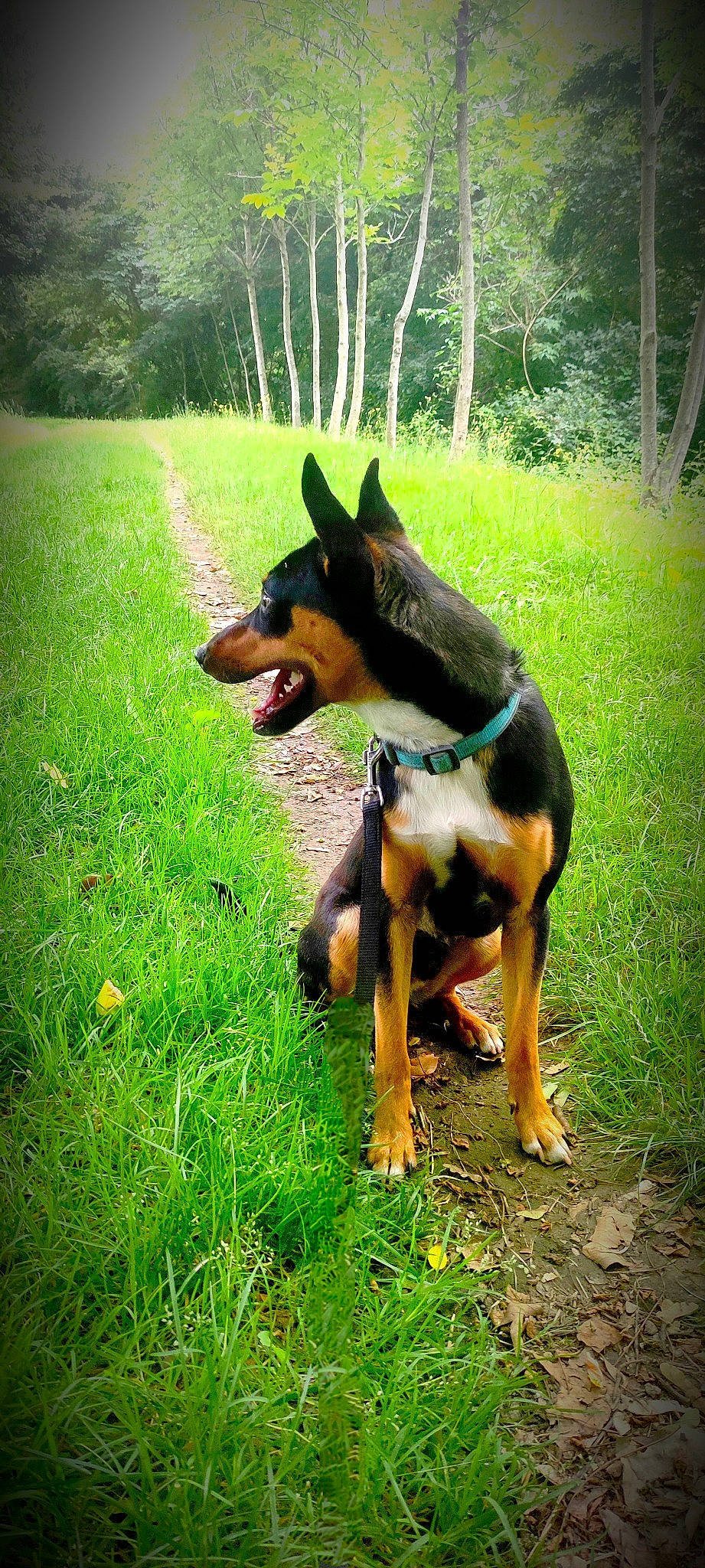 Petit Tonnerre participe au concours pour gagner de l'argent avec cette photo : canidae, carnivore, companion_dog, dobermann, dog, dog_breed, dog_supply, fawn, grass, guard_dog, hound, pinscher, plant, prazsky_krysarik, snout, sporting_group, tail, toy_dog, tree, working_animal