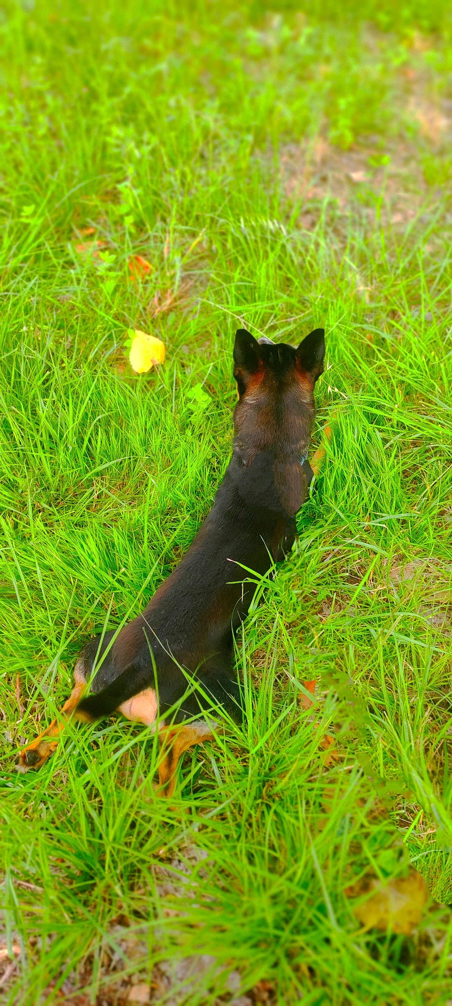 Petit Tonnerre a rejoint le concours — aidez-le/la à gagner de superbes lots ! event, fox_squirrel, fur, grass, grassland, groundcover, herbaceous_plant, mammal, plant, prairie, rodent, squirrel, tail, terrestrial_animal, terrestrial_plant, vertebrate