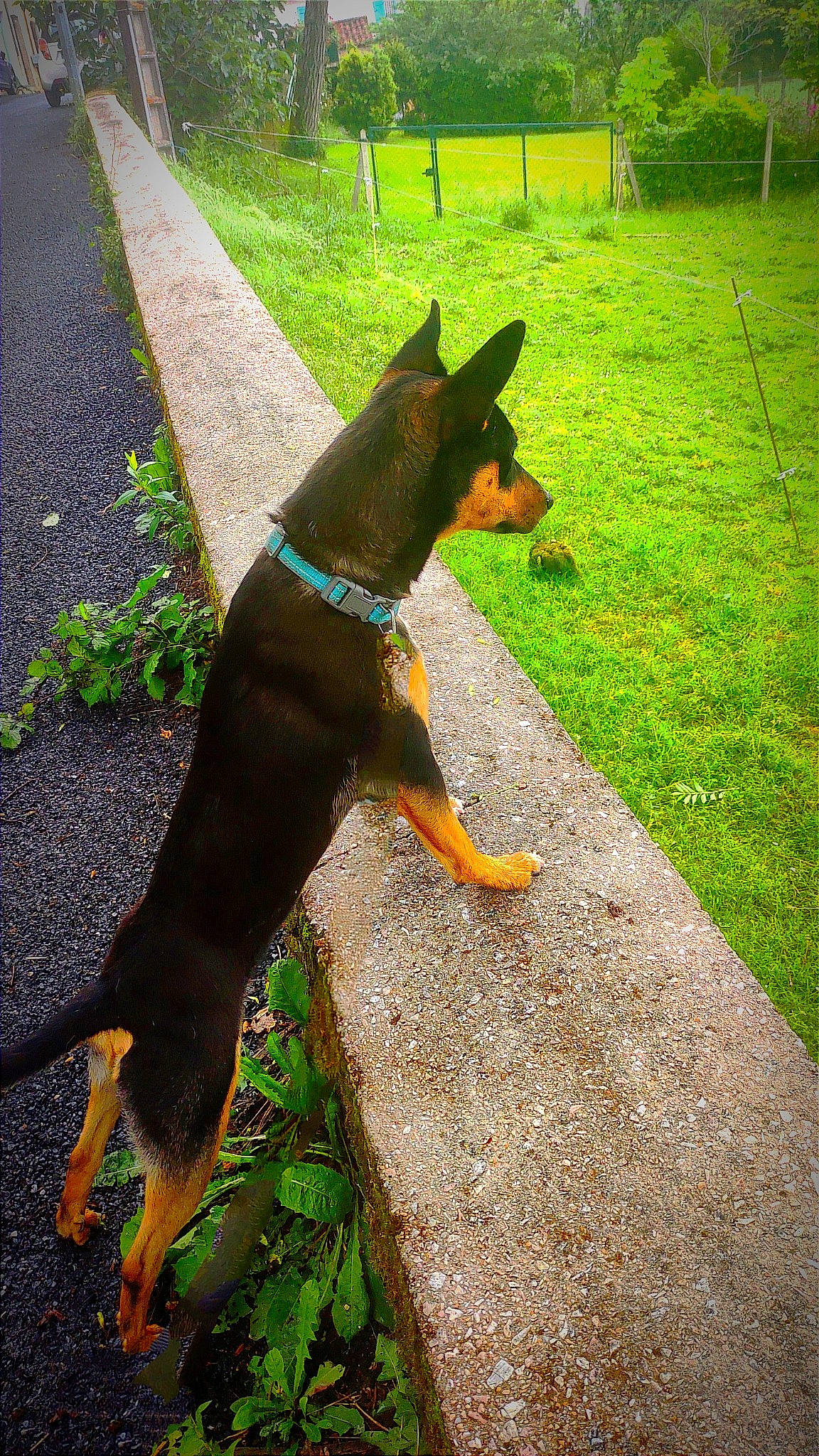 Petit Tonnerre participe au concours pour gagner de l'argent avec cette photo : asphalt, canidae, carnivore, collar, companion_dog, dog, dog_breed, dog_collar, dog_supply, fashion_accessory, fawn, grass, leash, pet_supply, plant, road_surface, snout, tail, tree, working_animal