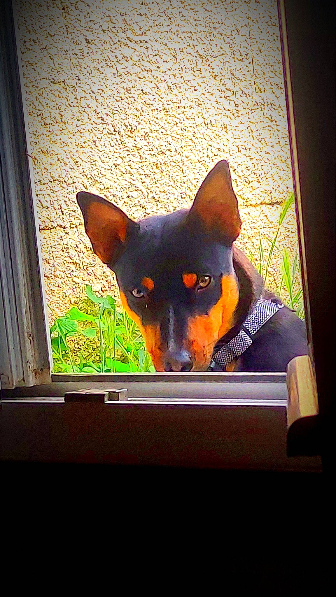 Petit Tonnerre a rejoint le concours — aidez-le/la à gagner de superbes lots ! canidae, carnivore, comfort, companion_dog, display_device, dog, dog_breed, fawn, heat, plant, prazsky_krysarik, snout, sporting_group, square, tints_and_shades, toy_dog, whiskers, window, working_animal, working_dog