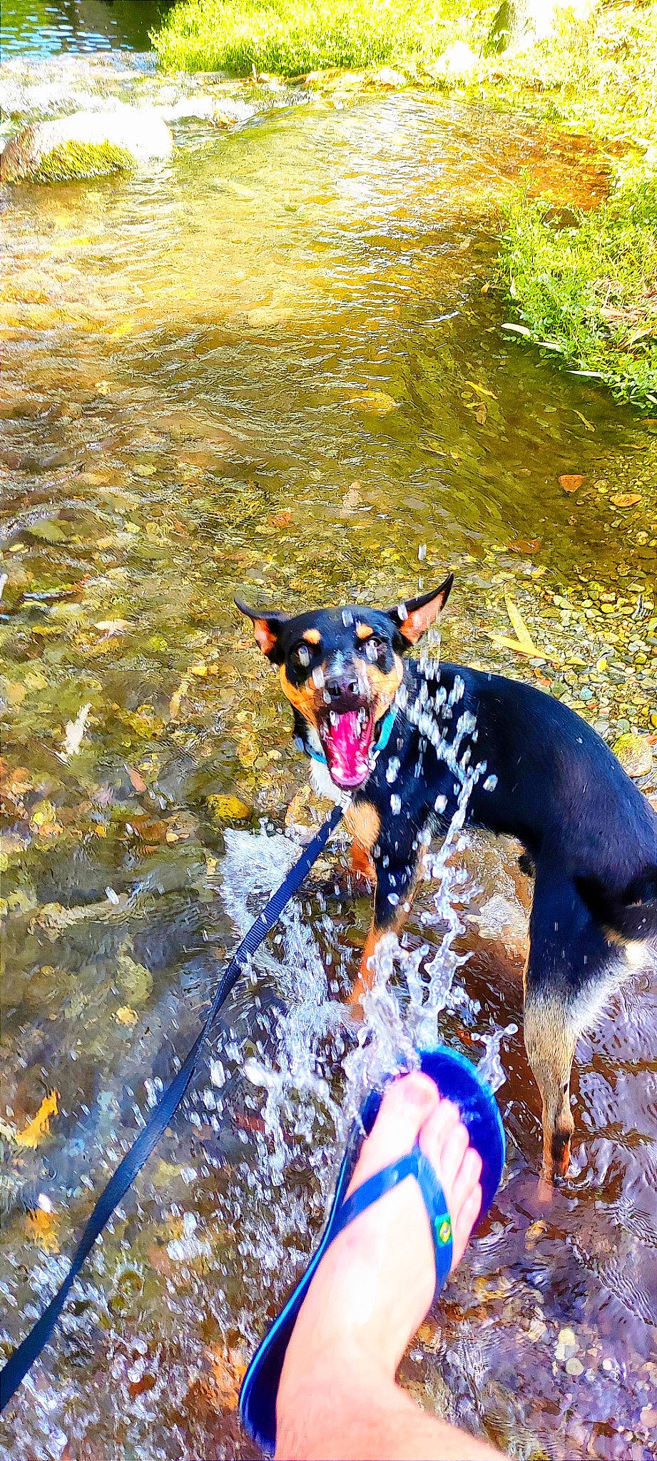 Petit Tonnerre participe au concours pour gagner de l'argent avec cette photo : canidae, carnivore, collar, dog, dog_breed, dog_collar, dog_hiking, dog_supply, fawn, grass, lake, landscape, leash, leisure, plant, recreation, water, water_resources, watercourse, working_animal