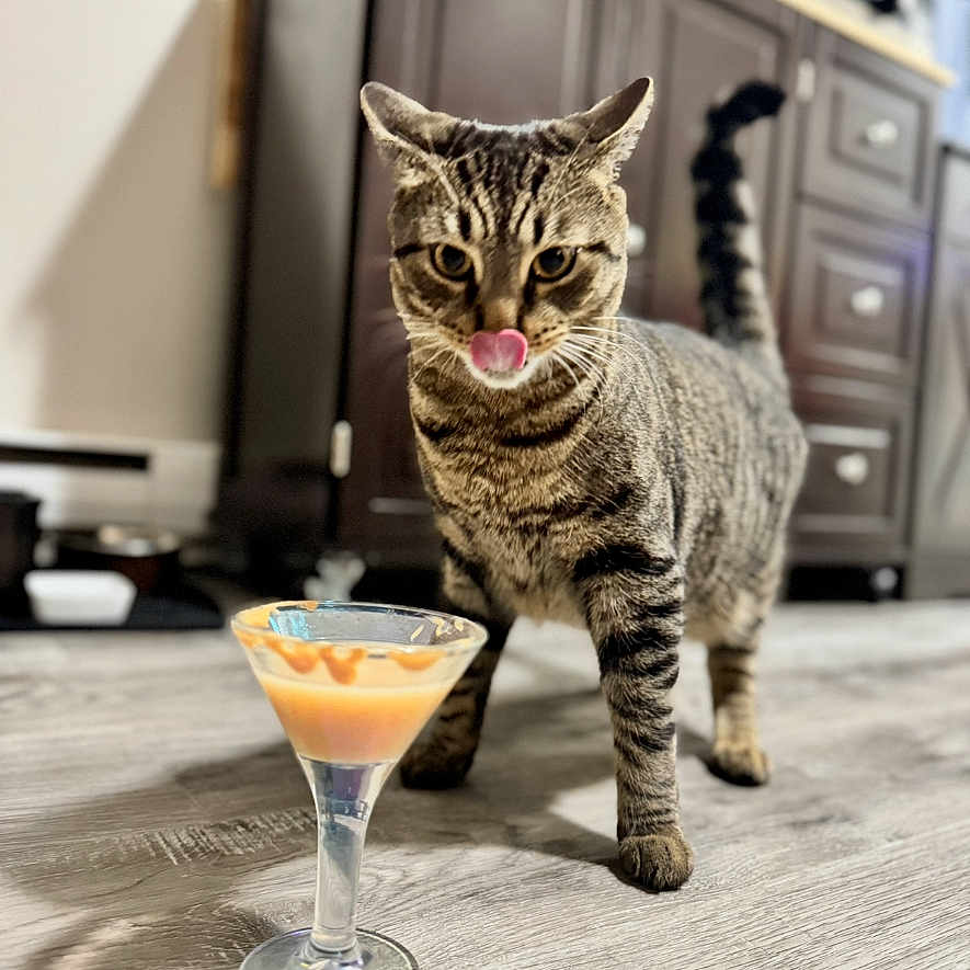 Forrest joined the competition — help win amazing prizes! alcohol, animal, architecture, beverage, building, cat, cocktail, diningtable, furniture, glass, goblet, hardwood, indoors, kitten, livingroom, martini, pet, room, table, wood