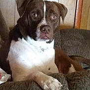 Bolt is registered to the contest to win money with this photo: dog, brown, white, couch, indoor, pet, canine, relaxed, seated, wood_paneling, paw, fur, looking_at_camera, animal, domestic_animal, home, furniture, companion, alert, resting