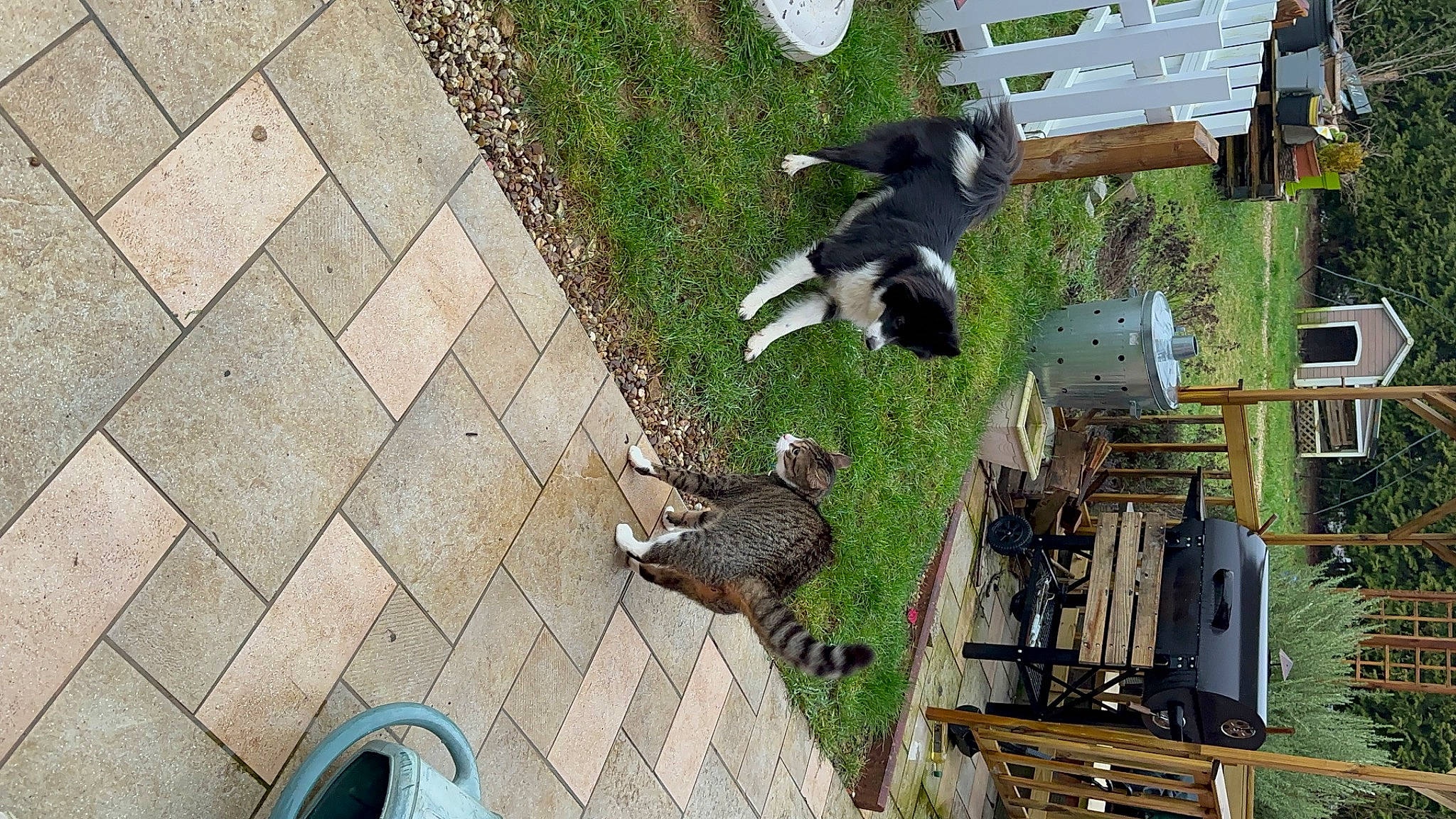 Steven participe au concours pour gagner de l'argent avec cette photo : beak, bird, cobblestone, companion_dog, dog, dog_breed, flagstone, flooring, foot, grass, green, landscape, plant, road_surface, roof, sidewalk, tail, vertebrate, wildlife, wood